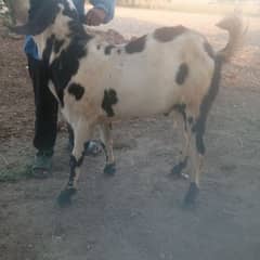 qurbani wala bakra full active