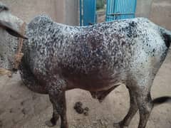 Bull
