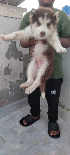 siberian