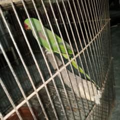 raw female parrots