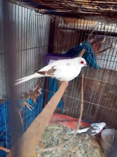 Daimond