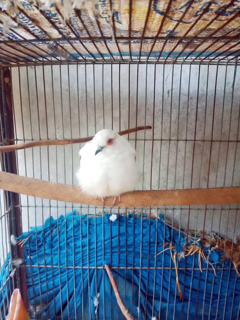 Daimond paid , red dove , white java 1