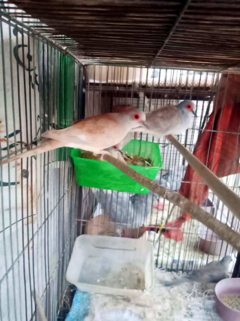 Daimond paid , red dove , white java 5