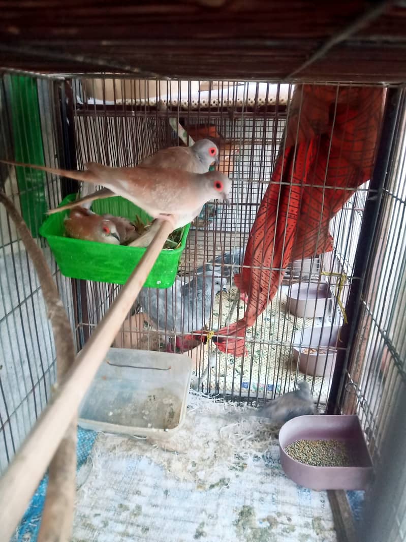 Daimond paid , red dove , white java 6