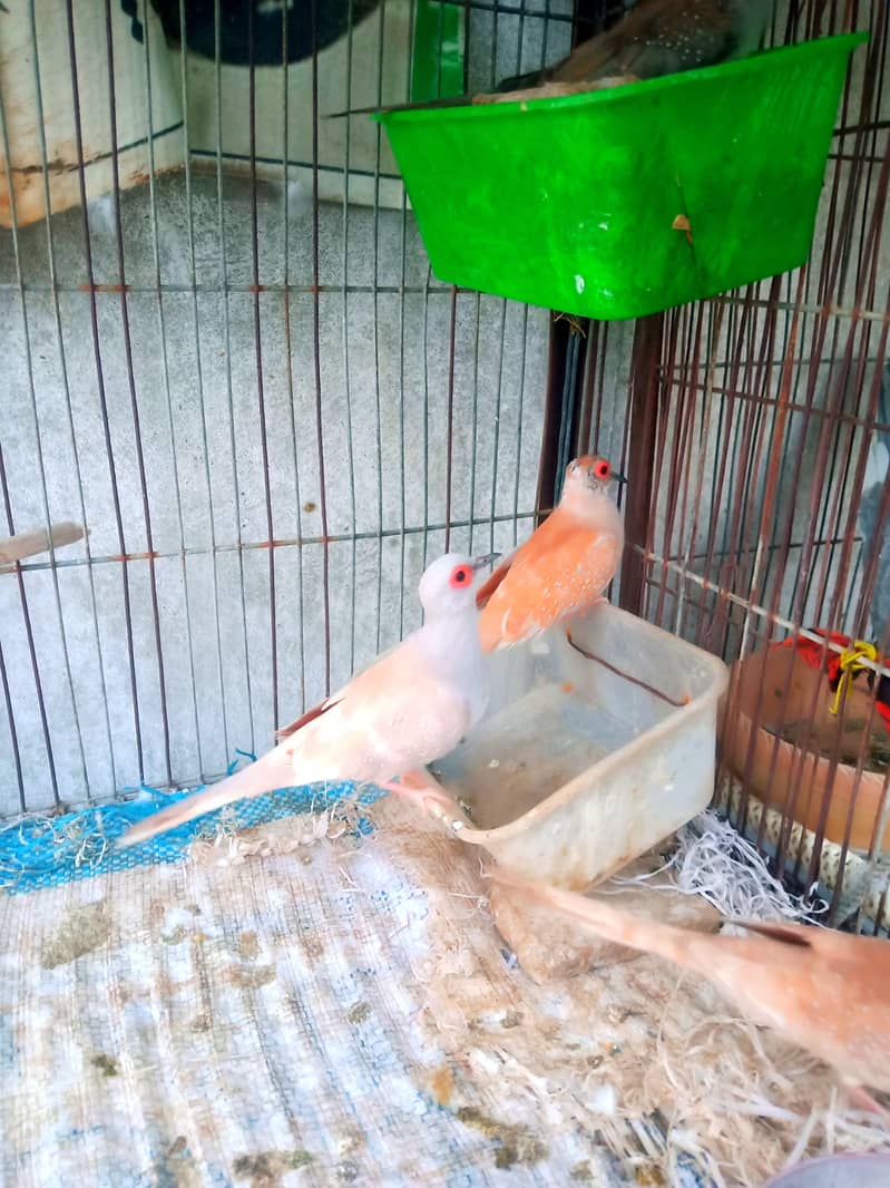 Daimond paid , red dove , white java 7