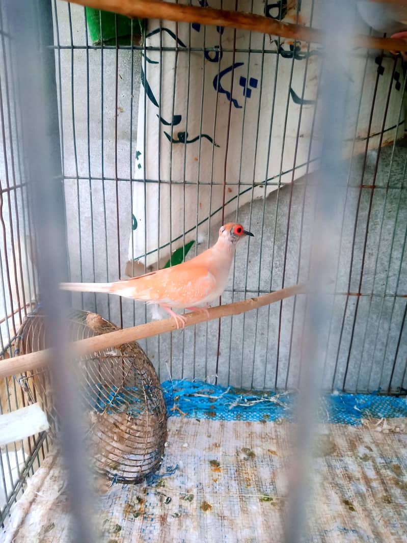 Daimond paid , red dove , white java 8