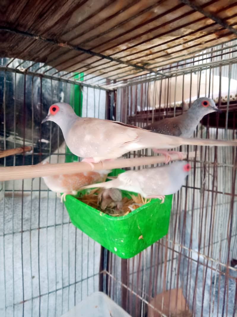 Daimond paid , red dove , white java 9