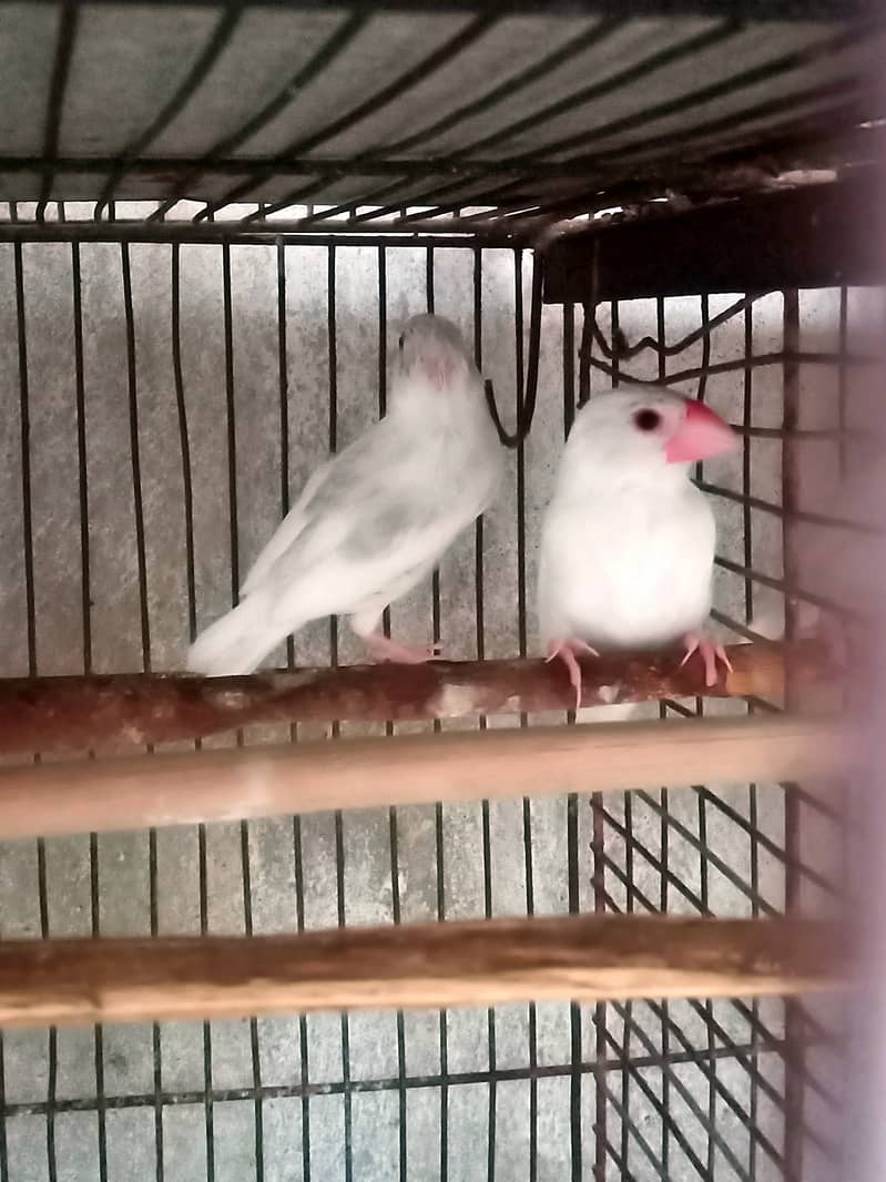 Daimond paid , red dove , white java 12
