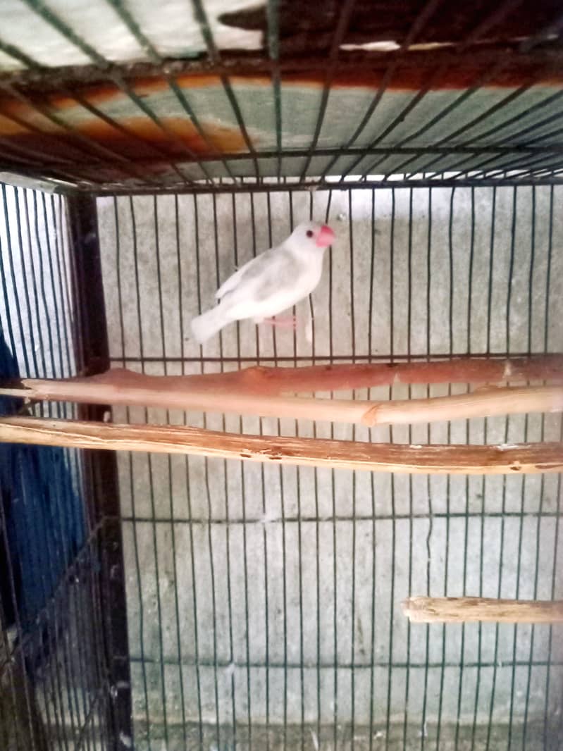 Daimond paid , red dove , white java 13