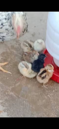 1 hen 6 Chick
