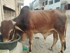 cow bachra
