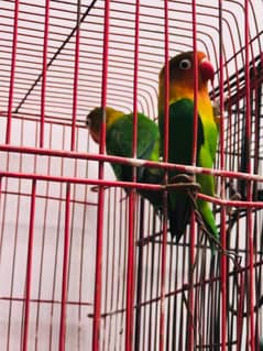 Lovebirds
