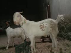 bakra
