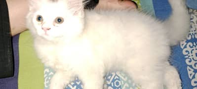 Male kitten