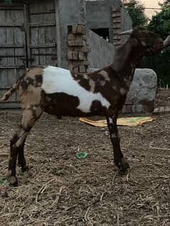 Bakra
