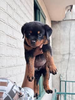 Rottweiler