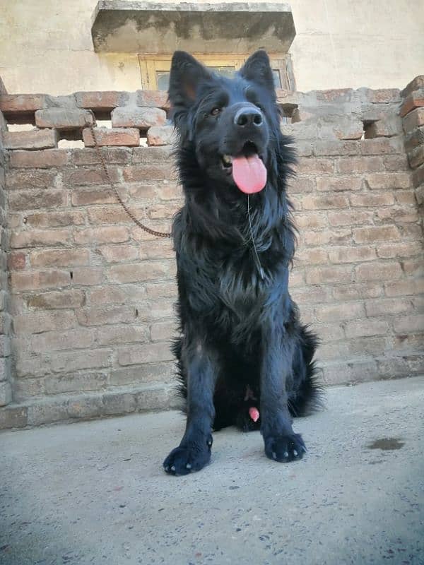 German shepherds show Quality 0