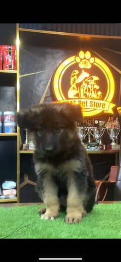 Long Coat German Shepherd Female Puppy