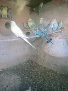 parot