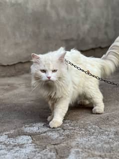 Persian CaT For sale