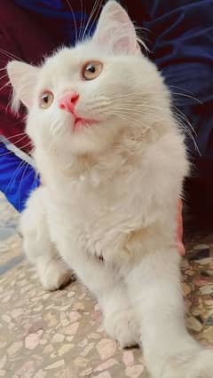 fluffy kittens