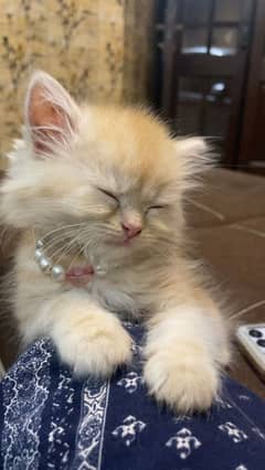 Persian kittens triple coated