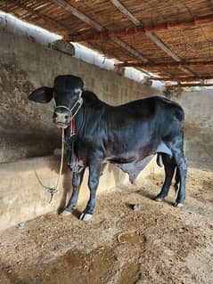 bachra