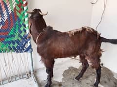 Bakra