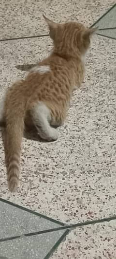 baby cat