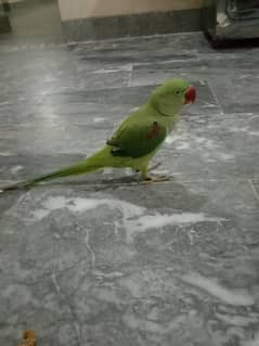 parrat