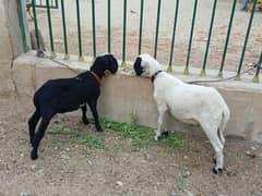 sheep