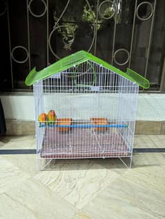 lovebirds