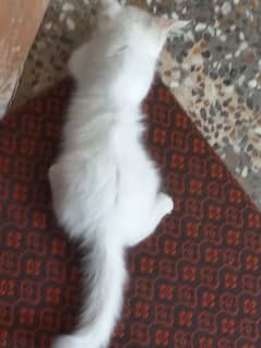 urgent for sale