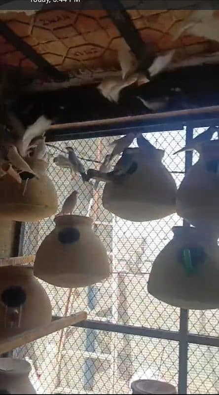 white Java silver Java breeder pair 1