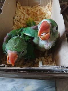 Baby Raw Chick for SALE