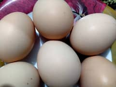 fresh fertile mianwali Aseel egg