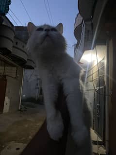 Persian Cat for sale Mother odd eyes h