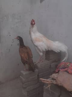 aseel
