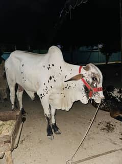 Qurbani janwer for sale 2 dant