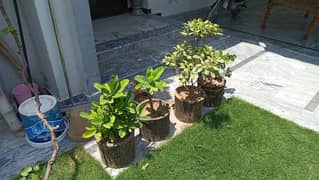 Plants for garden
