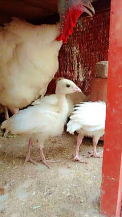 Turkey