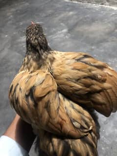 Heavy buff chicks