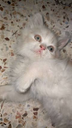 persian kitten white clr only 2 months old