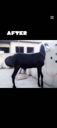 Dumba for sale . for Qurbani