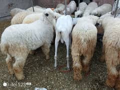 goats,