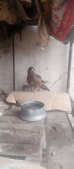 Female he 18month ka he