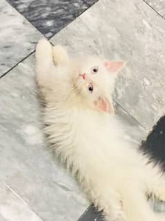 percian cat blue eyes