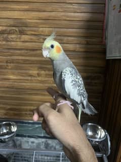 Hand