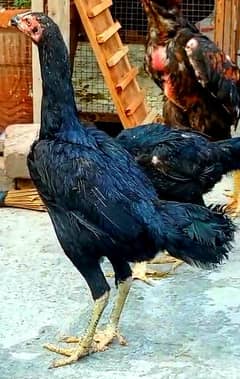 Thai crass chicks