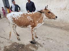 cow